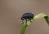 Larinus sp.